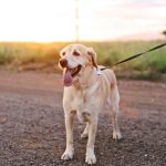 yellow Labrador retriever on ground
