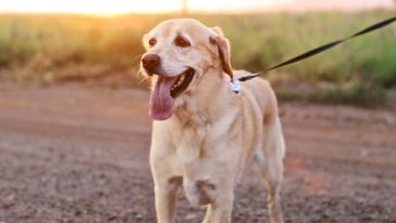 yellow Labrador retriever on ground