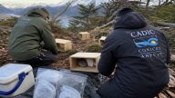 Argentina Traps Rats in Ushuaia to Hunt Cruise Ship Virus