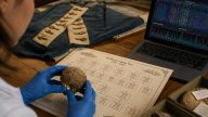 DNA Finally Names Revolutionary War Teen Killed at Camden