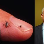 HHS SOUNDS ALARM as Lyme disease cases SURGE nationwide
