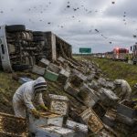 Texas Truck Crash Dumps Bee Hives, Neighborhood Ordered Inside