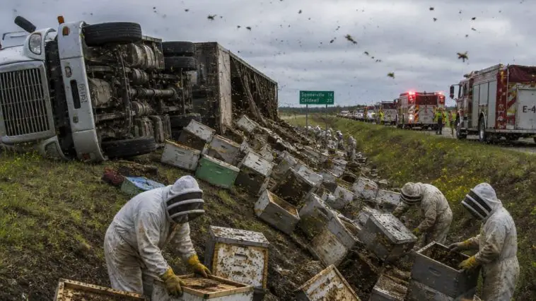 Texas Truck Crash Dumps Bee Hives, Neighborhood Ordered Inside