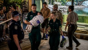 Toddler Pulled From Crocodile Pen as Police Call Suspect Not Fit
