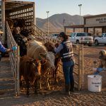 USDA Reopens Mexican Cattle Trade at Douglas, But With Teeth
