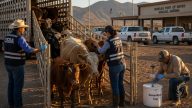 USDA Reopens Mexican Cattle Trade at Douglas, But With Teeth
