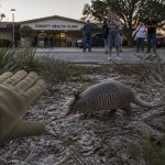 Florida Warns: Avoid Armadillos After Small Spike in Leprosy