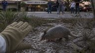 Florida Warns: Avoid Armadillos After Small Spike in Leprosy