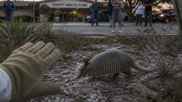 Florida Warns: Avoid Armadillos After Small Spike in Leprosy
