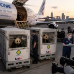 Panda Diplomacy Lands in Atlanta — Tied to Xi-Trump Photo Op
