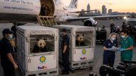 Panda Diplomacy Lands in Atlanta — Tied to Xi-Trump Photo Op