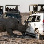 Rhino Rips Into Tourist SUV in Etosha — Self‑Drive Risk