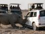 Rhino Rips Into Tourist SUV in Etosha — Self‑Drive Risk