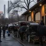 Mamdani-Menin carriage ban leaves 160 horses, owners high and dry
